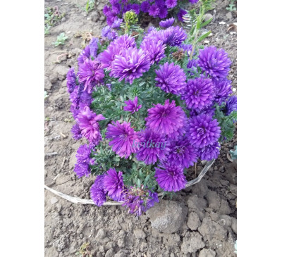 Айстра новобельгійська махрова бордюрна Almira Double Purple